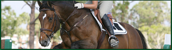 Federao Catarinense de Hpismo